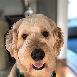 Meet your Posher, Lily